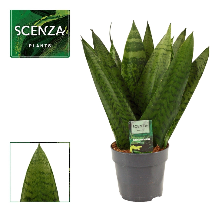 <h4>Sansevieria Zeylanica Fan 12 cm</h4>