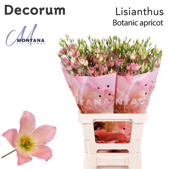 <h4>Lisianthus Botanic apricot 70cm</h4>