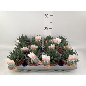 Haworthia   ...