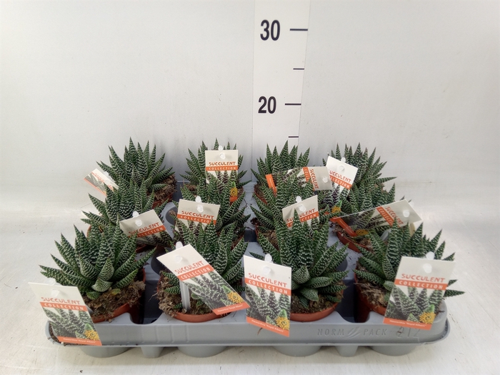<h4>Haworthia   ...</h4>