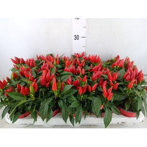 Capsicum annuum 'Salsa Red'