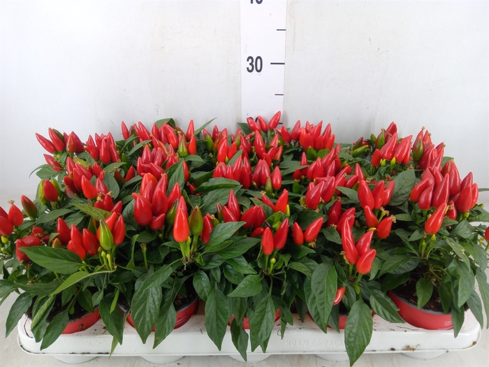 <h4>Capsicum annuum 'Salsa Red'</h4>