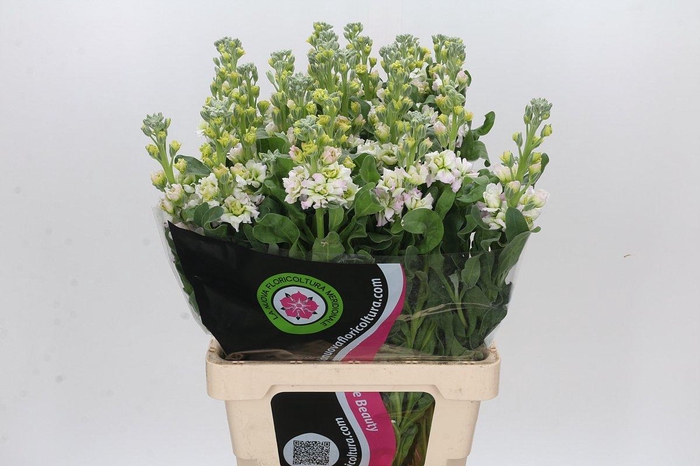 Matthiola Iron Fairy Pink