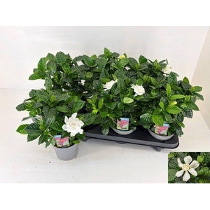 GARDENIA JASMINOIDES