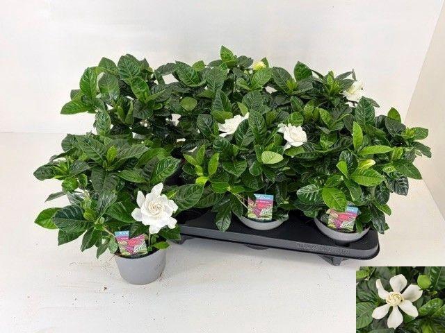 <h4>GARDENIA JASMINOIDES</h4>