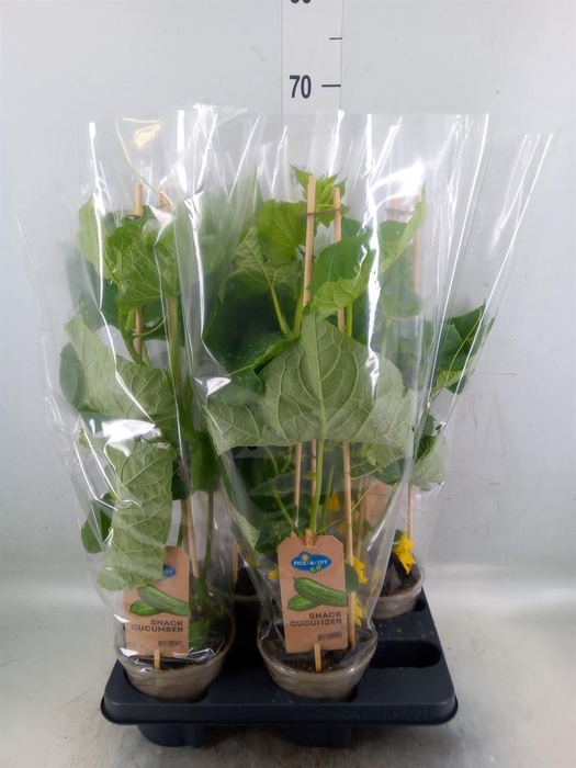 <h4>Cucumis sativus   ...</h4>