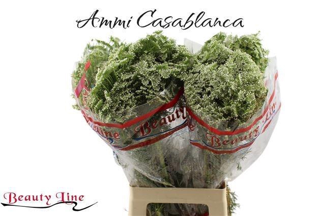 <h4>AMMI VIS CASABLANCA</h4>