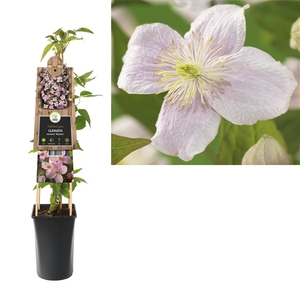 Clematis montana 'Mayleen' +3.0 label