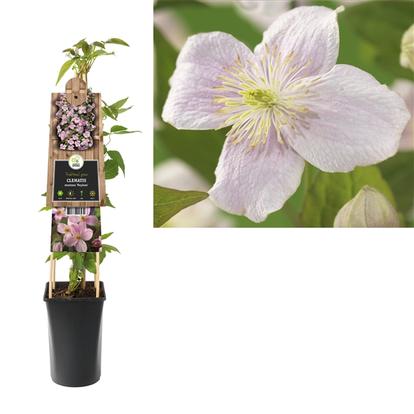 <h4>Clematis montana 'Mayleen' +3.0 label</h4>