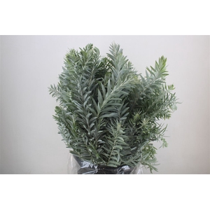 Mimosa Luna D'argento P Bunch