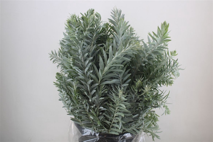 <h4>Mimosa Luna D'argento P Bunch</h4>