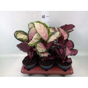 Calathea roseopicta 'Rosy'