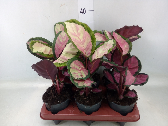 <h4>Calathea roseopicta 'Rosy'</h4>