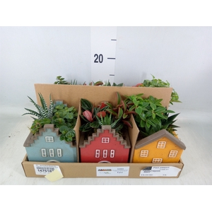 Arr.   Kamerplant Groen L%
