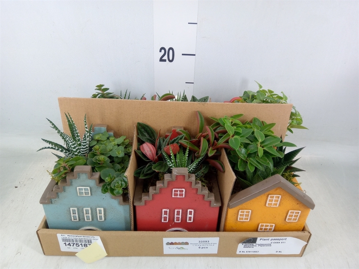 <h4>Arr.   Kamerplant Groen L%</h4>