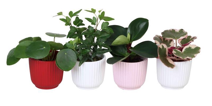 <h4>L 67314 w. Green mix P6</h4>