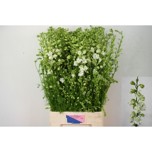 Consolida Q White 90cm