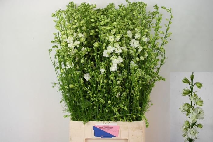 <h4>Consolida Q White 90cm</h4>