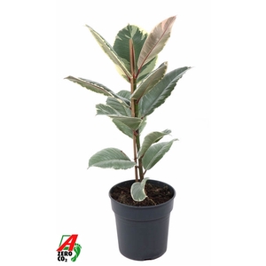 Ficus Tineke 1PP P19