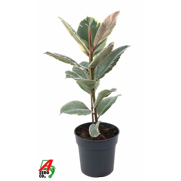 <h4>Ficus Tineke 1PP P19</h4>