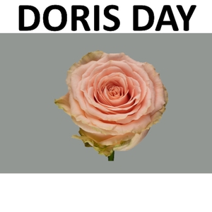 R GR DORIS DAY 033