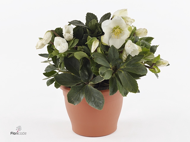 HGC Helleborus Jerry