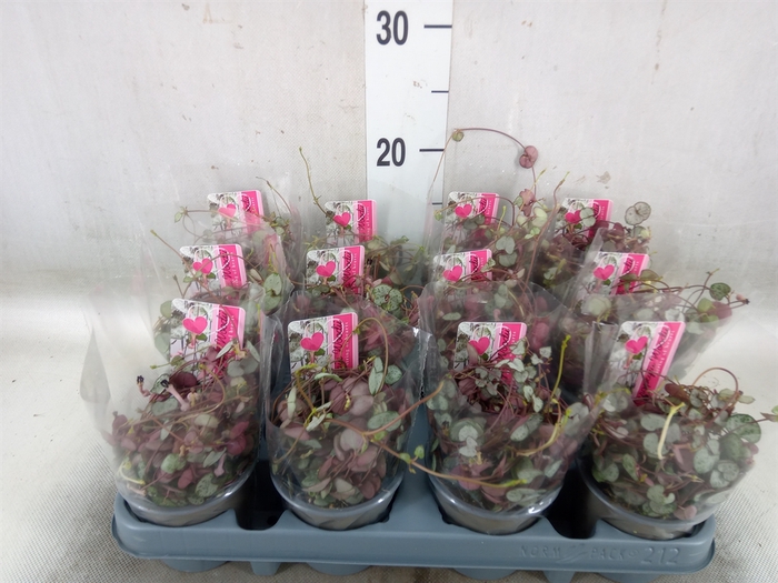 <h4>Ceropegia woodii 'Silver Glory'</h4>