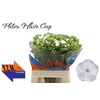 Phlox Whitecap