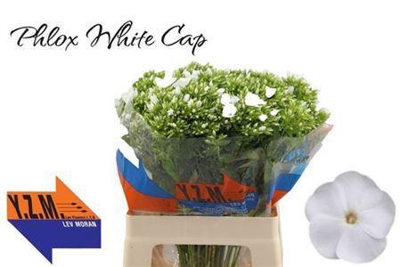 <h4>Phlox Whitecap</h4>