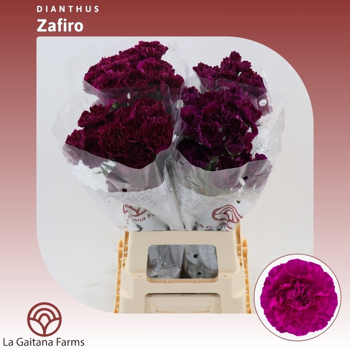 <h4>Dianthus St Zafiro</h4>