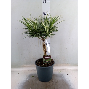 Dracaena refl.   ...