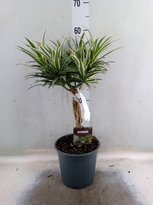 <h4>Dracaena refl.   ...</h4>