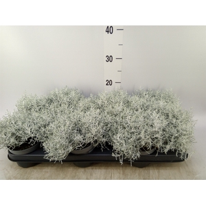Leucophyta     [Calocephalus]