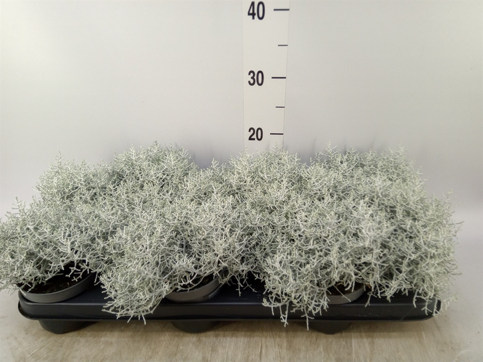 <h4>Leucophyta     [Calocephalus]</h4>