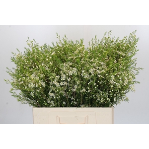 Chamelaucium Ofir