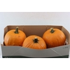 Sier Cuc P Maxima Halloween X3