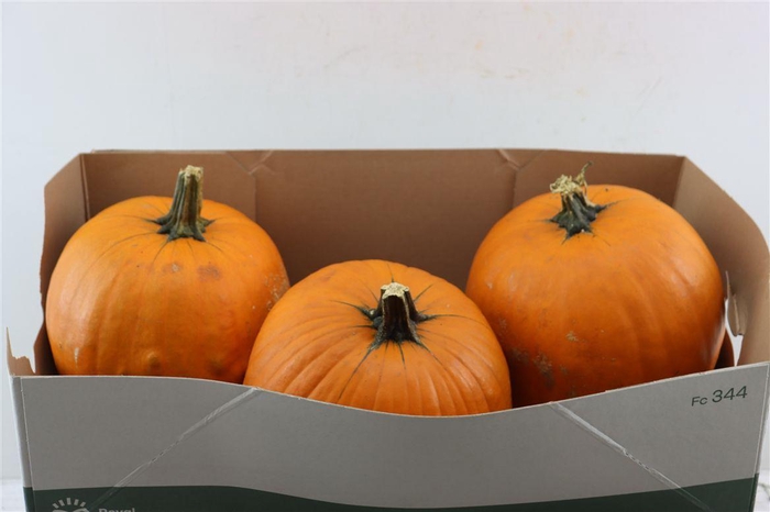 Sier Cuc P Maxima Halloween X3