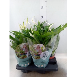 Spathiphyllum  'Pearl Cupido'