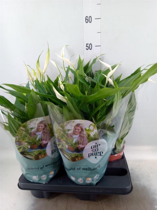 <h4>Spathiphyllum  'Pearl Cupido'</h4>