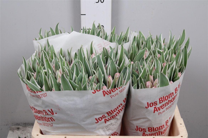 <h4>Tu Pa Elzenburg</h4>