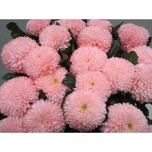 Chr G Superbowl Sweet Roosvice