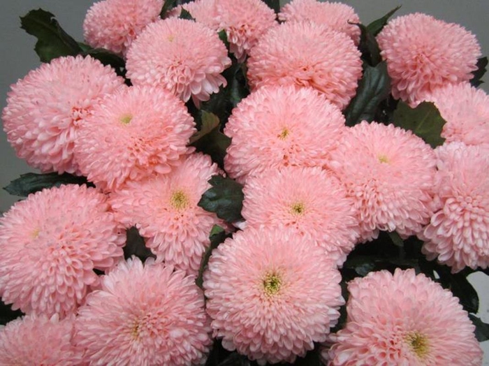 <h4>Chr G Superbowl Sweet Roosvice</h4>