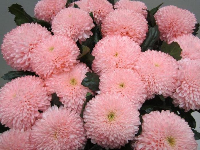 <h4>Chr G Superbowl Sweet Roosvice</h4>