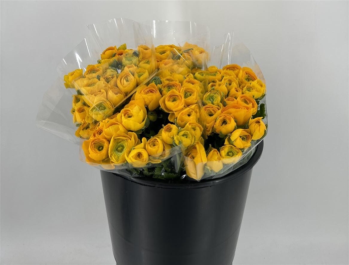 <h4>RAN ELEG EX YELLOW</h4>