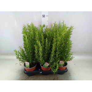 Rosmarinus officinalis   ...