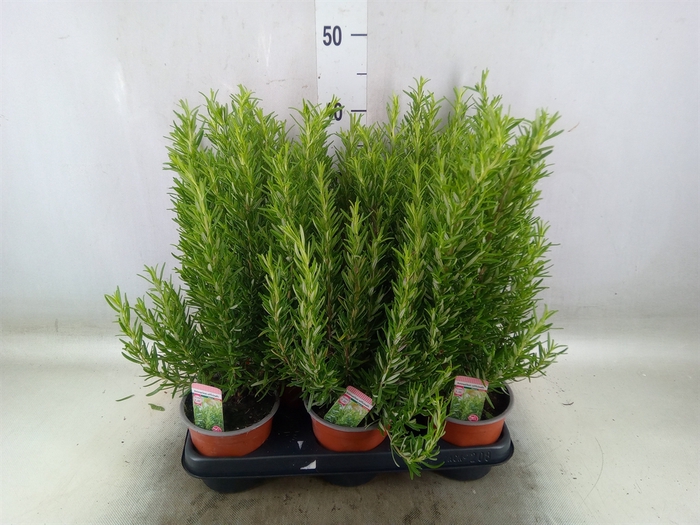 <h4>Rosmarinus officinalis   ...</h4>