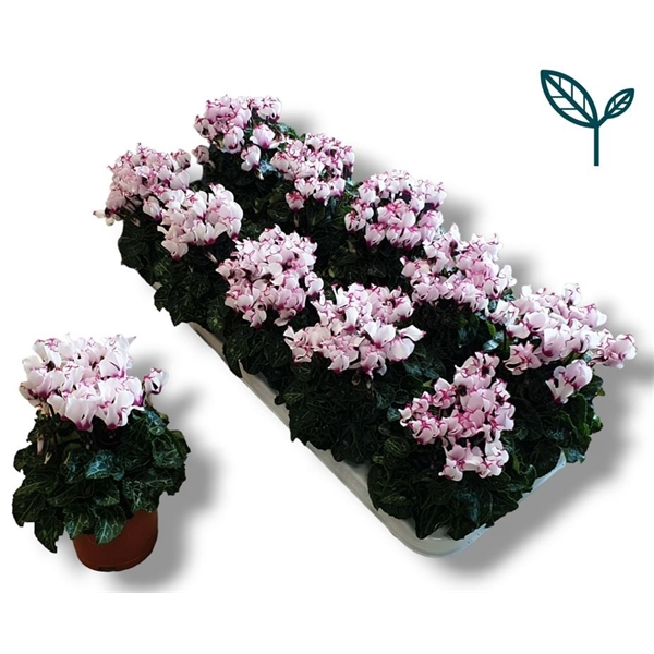 <h4>Cyclamen Premium Victoria Wit Roze 10 GAATS</h4>