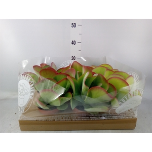 Kalanchoe NF thyrsiflora