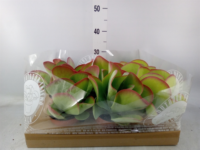 <h4>Kalanchoe NF thyrsiflora</h4>