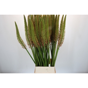Eremurus Cleopatra